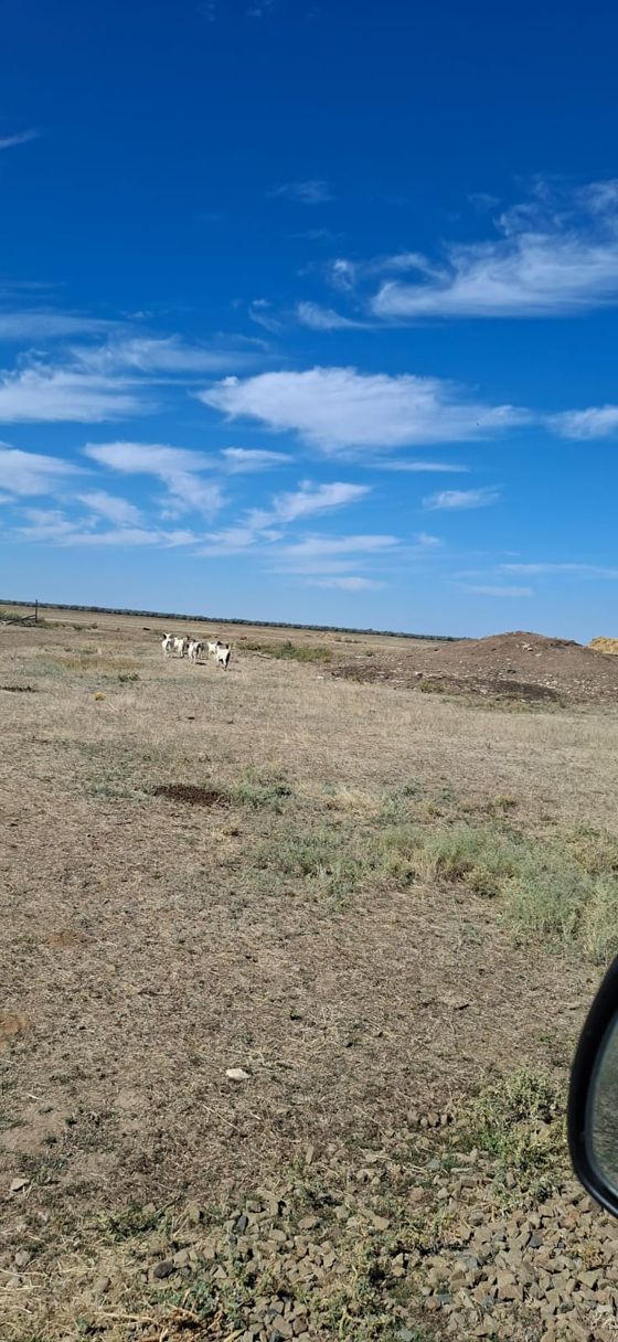 земельного участка из категории земель населенных пунктов с условным кадастровым номером 34:13:030002:ЗУ1, площадью 1447 кв.м., расположенного по адресу: Волгоградская обл., р-н Котельниковский, х. Красноярский,  с видом разрешенного использования: для ведения личного подсобного хозяйства
