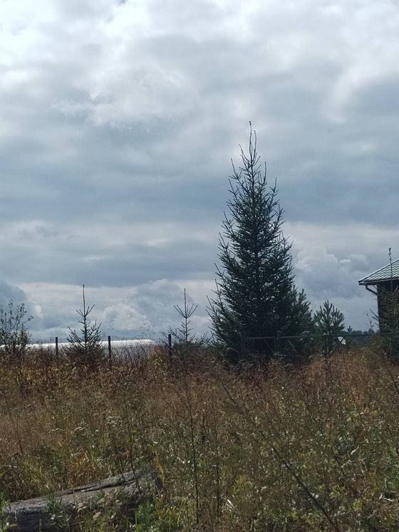 О возможном предоставлении в аренду земельного участка площадью 1067 кв. м., расположенного по адресу: Псковская область, Дедовичский муниципальный округ, д. Юрьево, с видом разрешённого использования земельного участка "Для индивидуального жилищного строительства".
