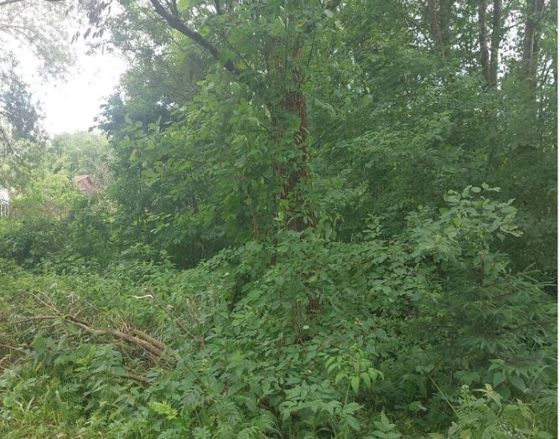Возможное предоставление в аренду сроком на 20 лет земельного участка